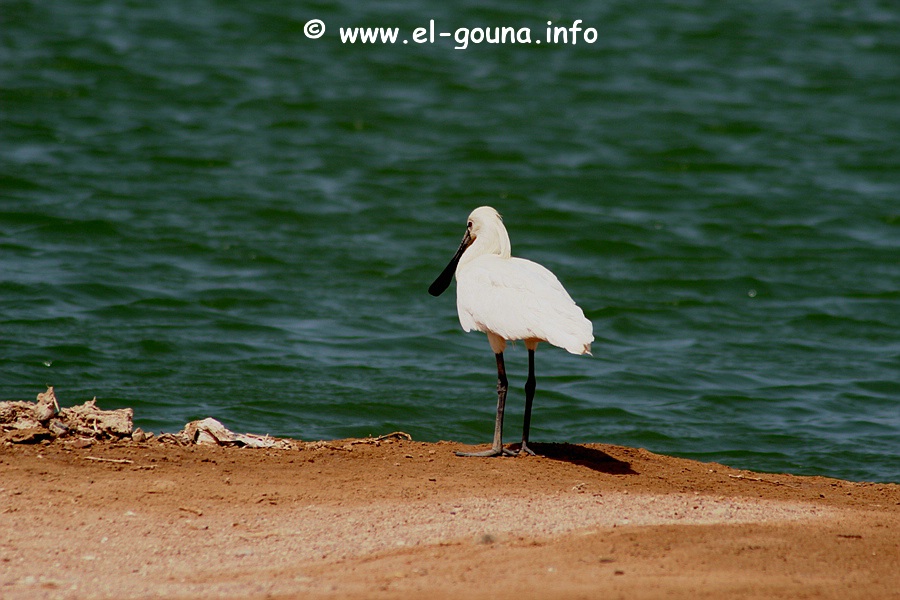 El Gouna Fishfarm 3644